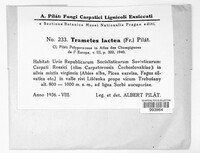 Irpex lacteus image